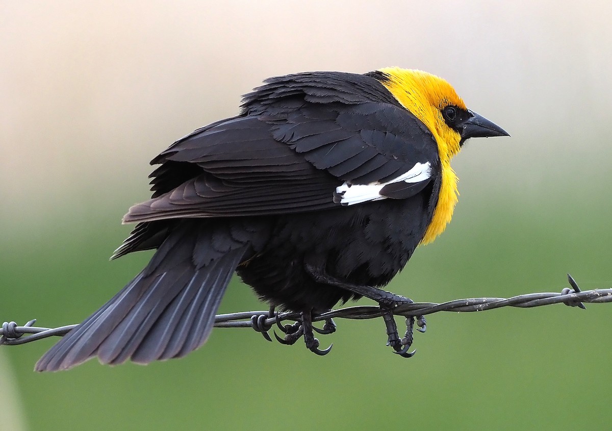 Yellow-headed Blackbird - ML341959761