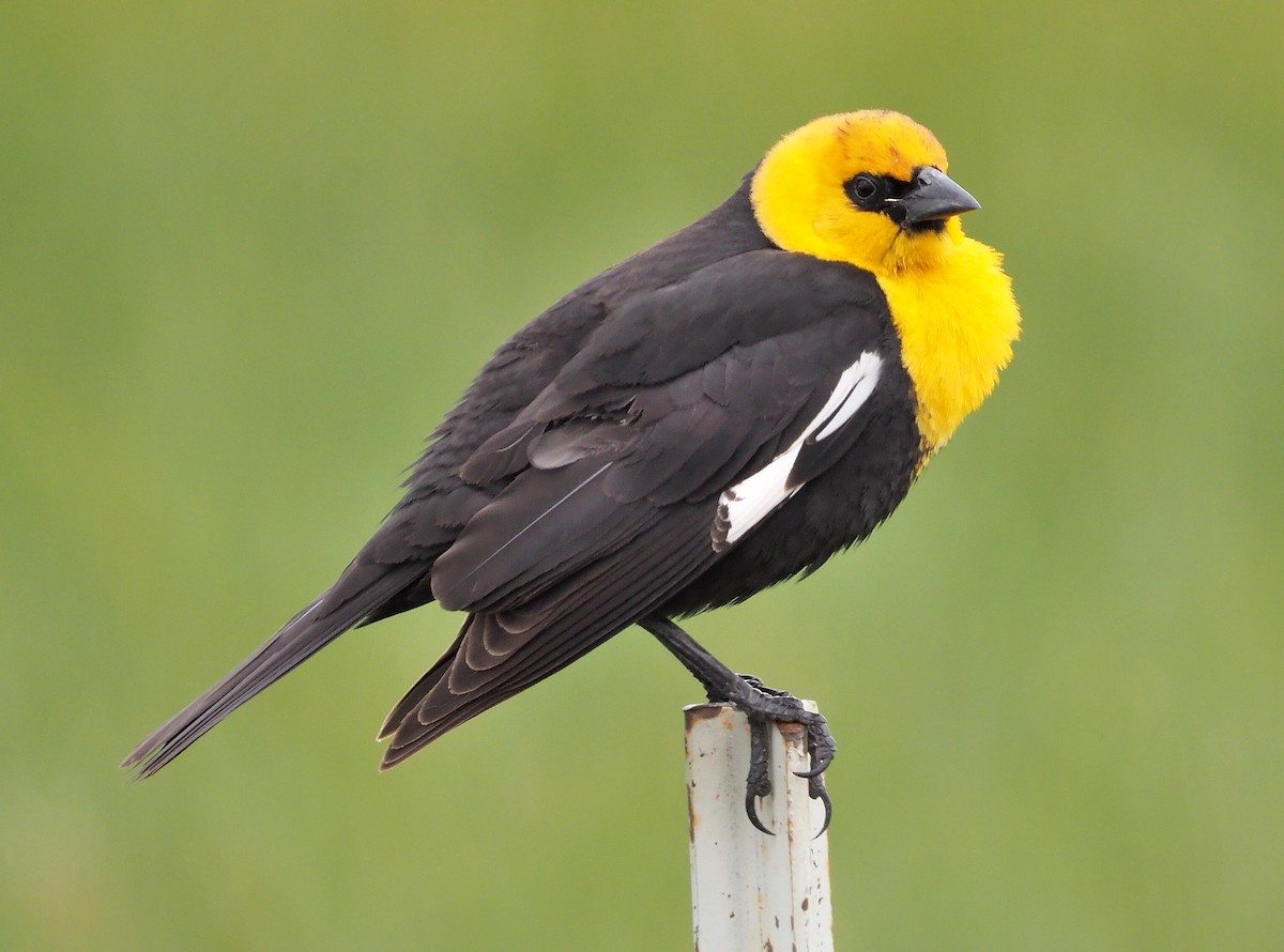 Yellow-headed Blackbird - ML341959821