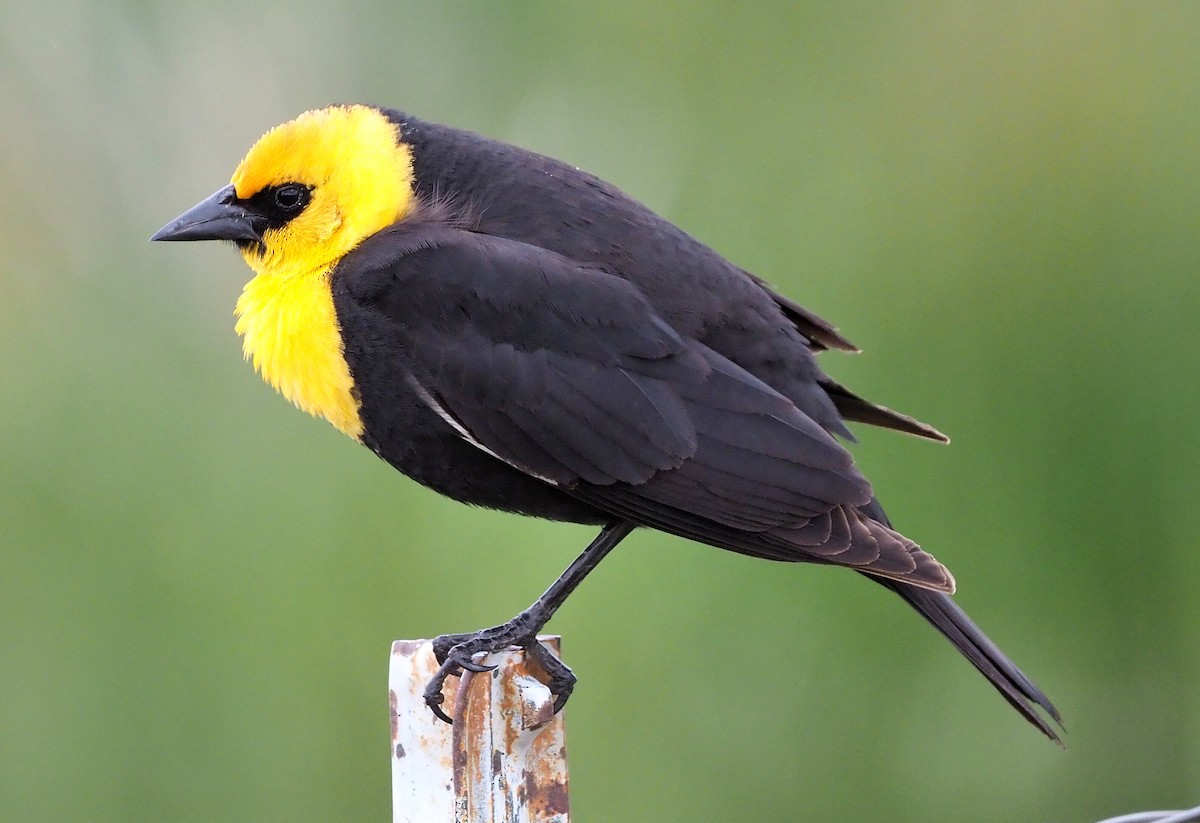 Yellow-headed Blackbird - ML341959871