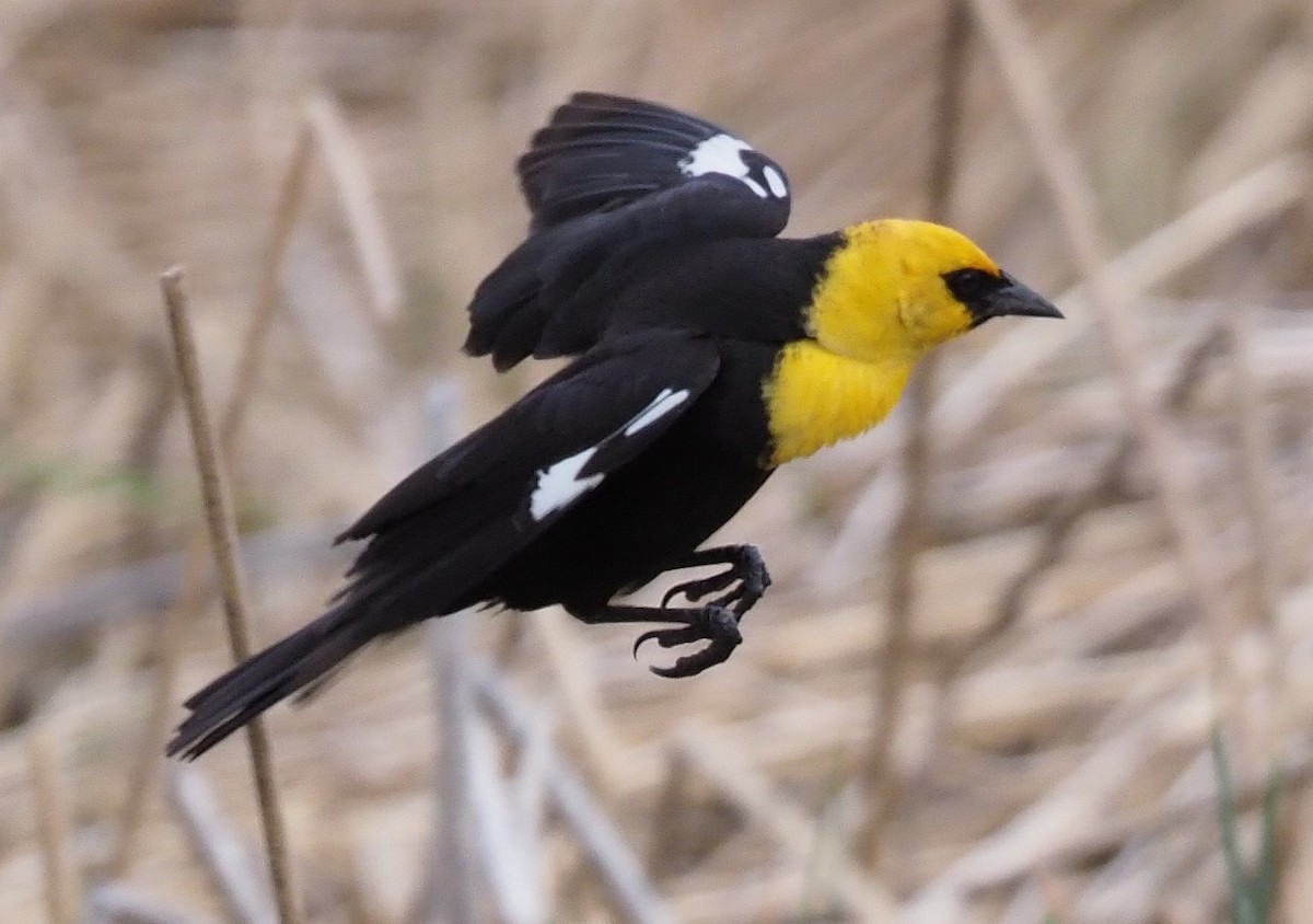Yellow-headed Blackbird - ML341959881