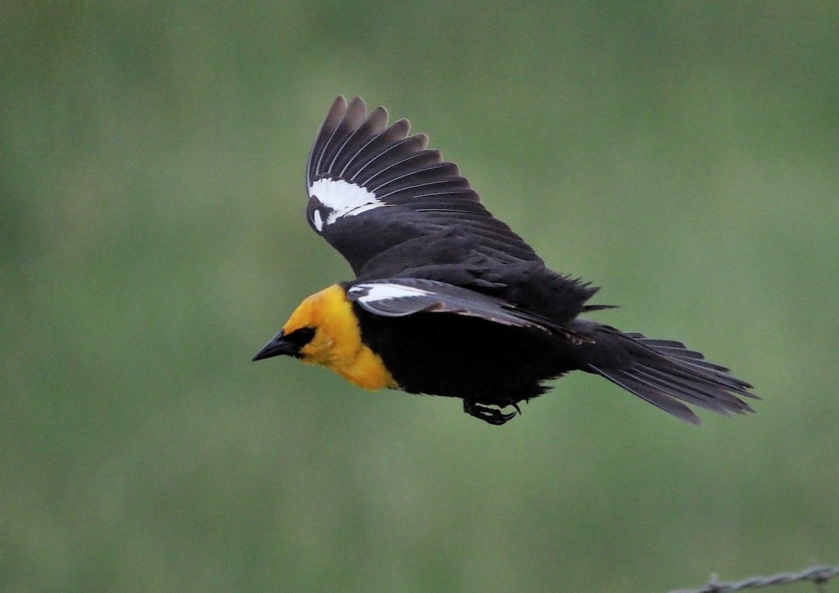 Yellow-headed Blackbird - ML341959901