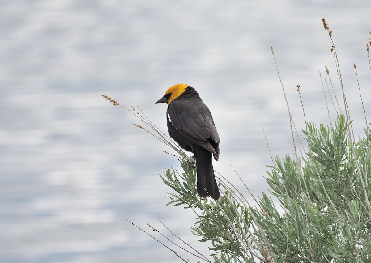 Yellow-headed Blackbird - ML341960001