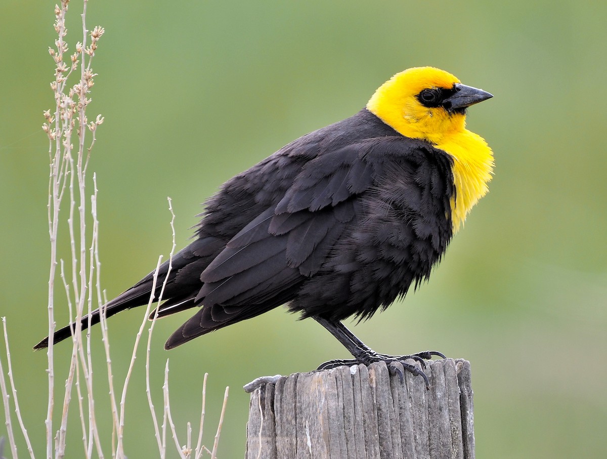 Yellow-headed Blackbird - ML341960061