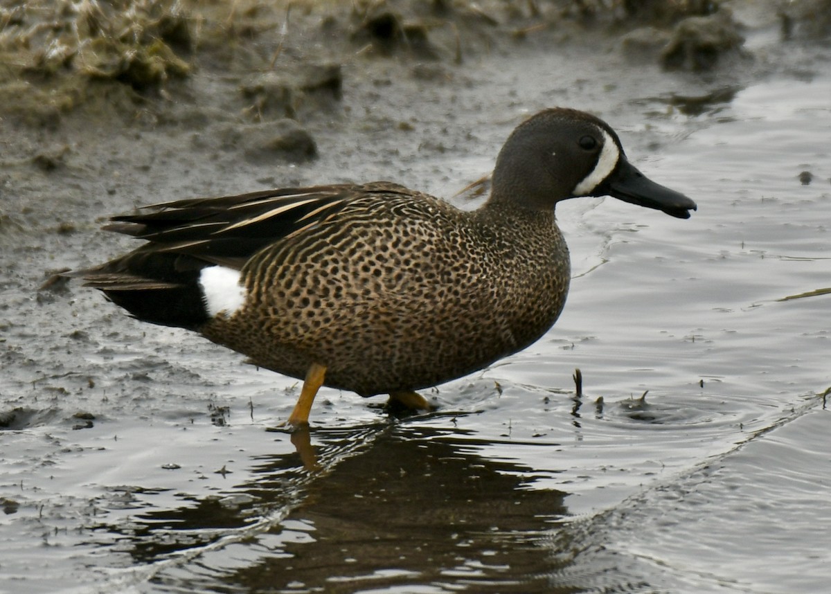Blue-winged Teal - ML341960091