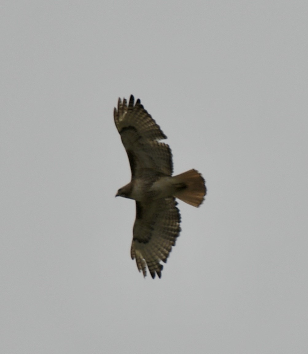 Red-tailed Hawk - ML341961761