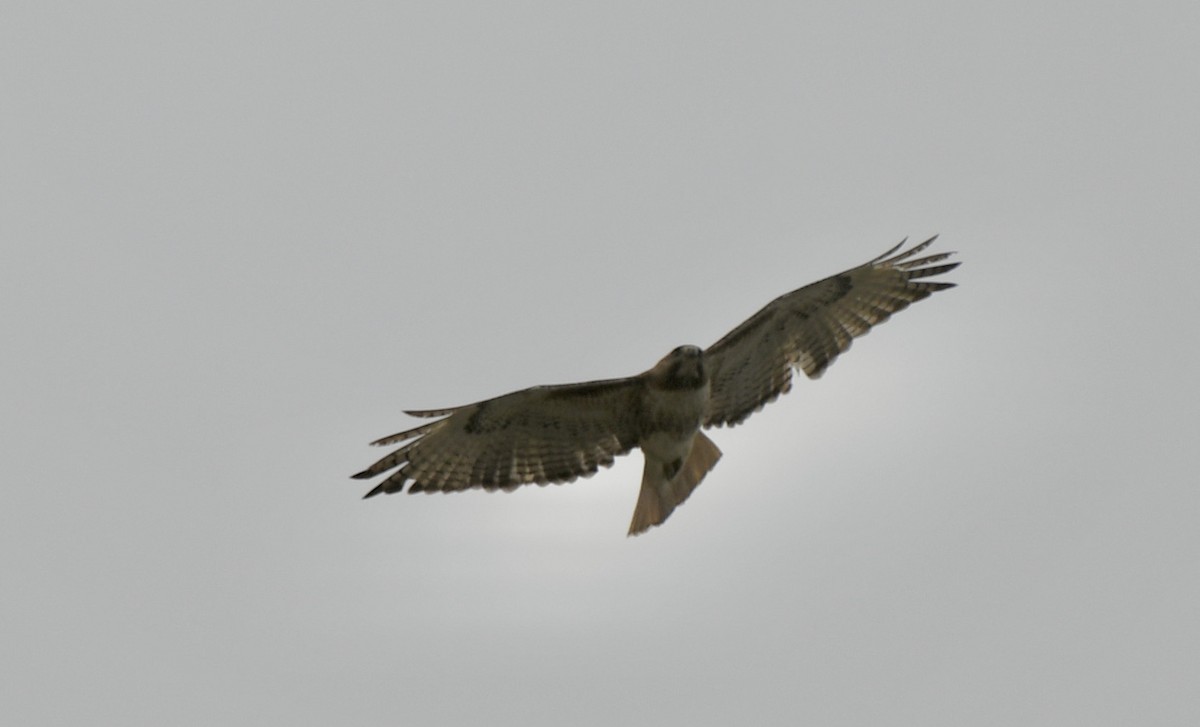 Red-tailed Hawk - ML341961771
