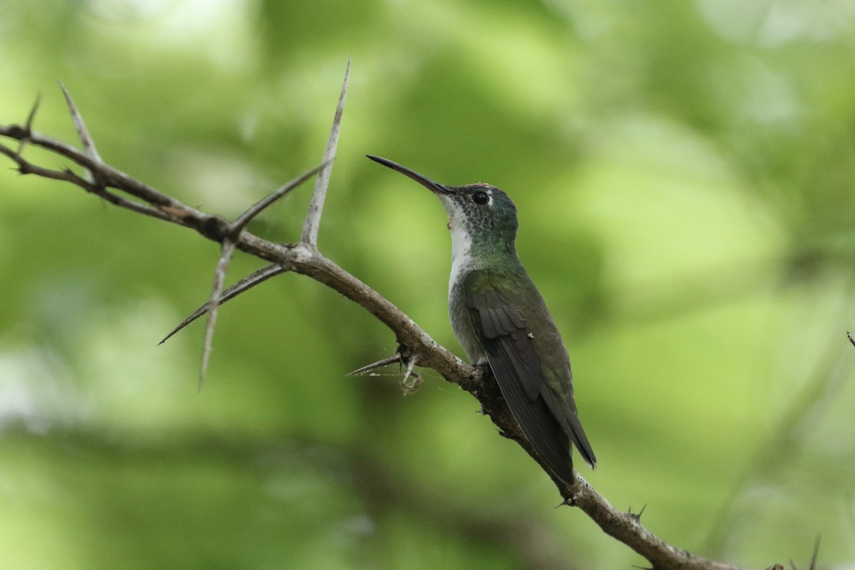 Azure-crowned Hummingbird - ML341962391