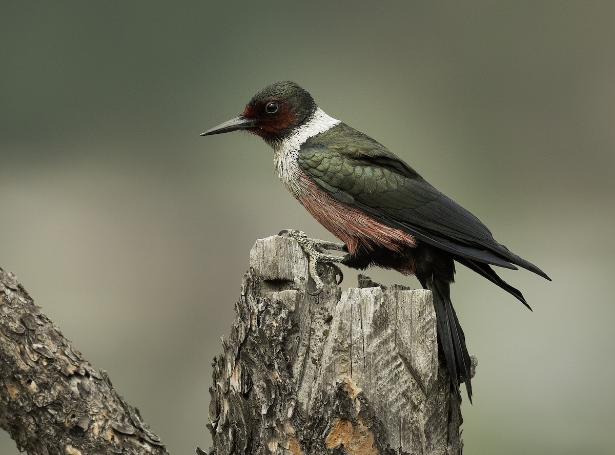 Lewis's Woodpecker - Ian Routley