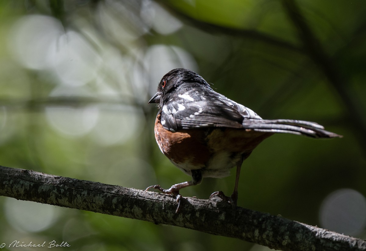 Spotted Towhee - ML341969291