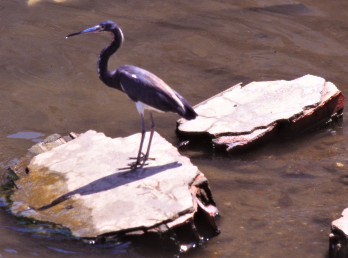 Tricolored Heron - Eric Haskell