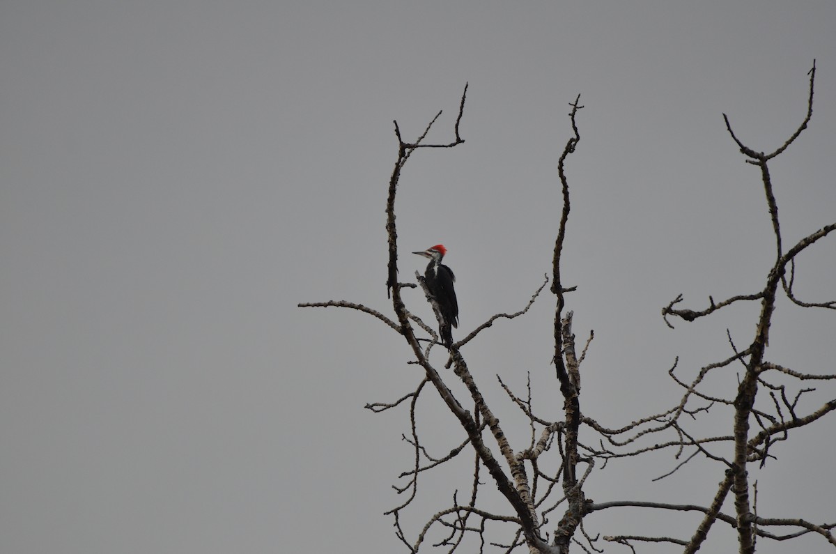 Pileated Woodpecker - ML34197321