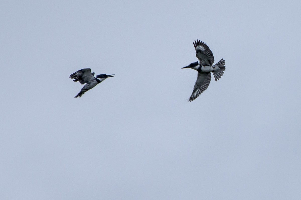 Belted Kingfisher - ML34198321