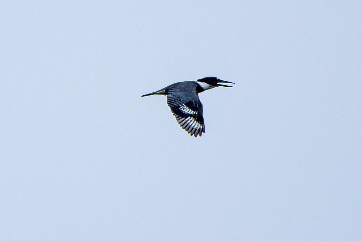 Belted Kingfisher - ML34198331