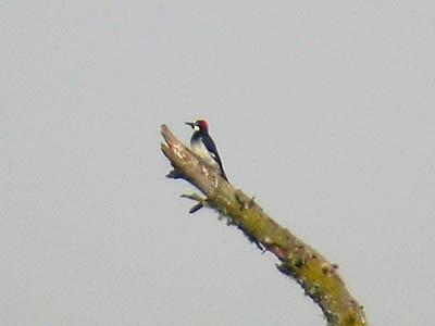 Acorn Woodpecker - ML34198401
