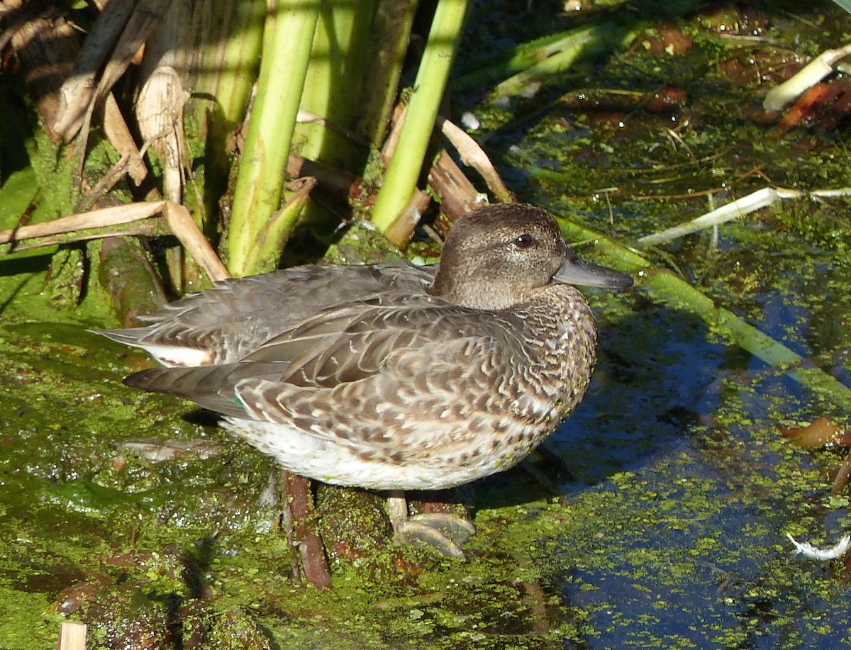 Green-winged Teal - ML34198441
