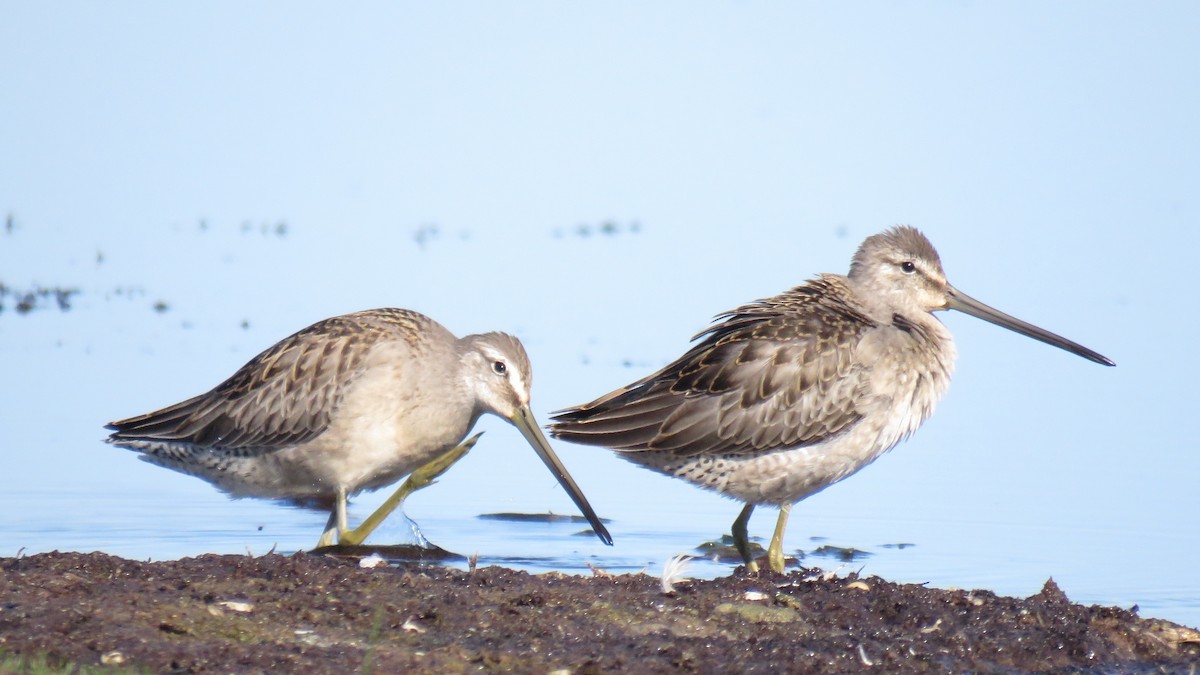Long-billed Dowitcher - ML34198641