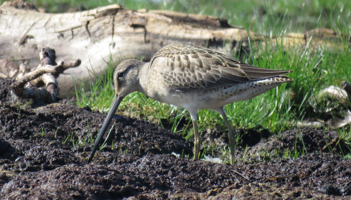 Long-billed Dowitcher - ML34198791
