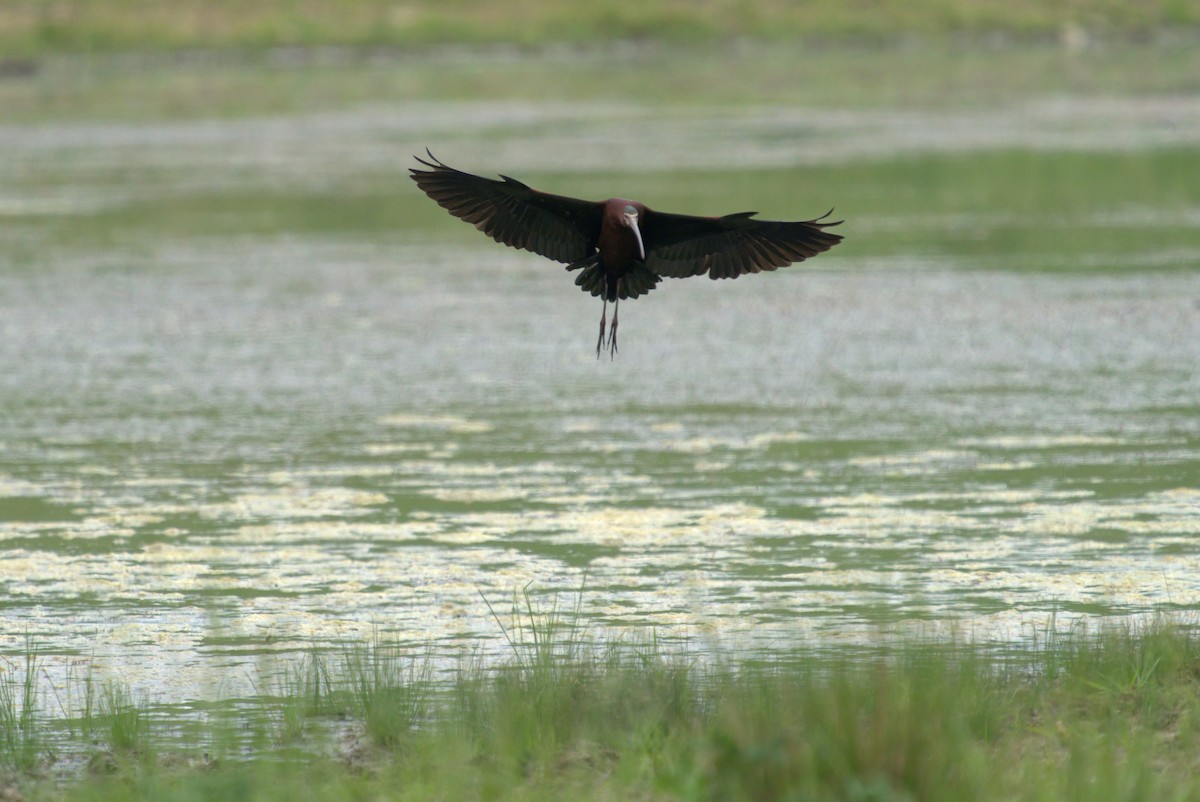 ibis americký - ML341988321