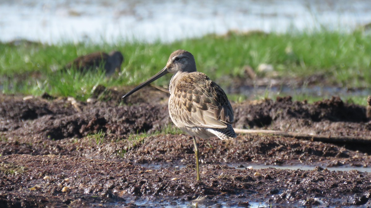 Long-billed Dowitcher - ML34198921