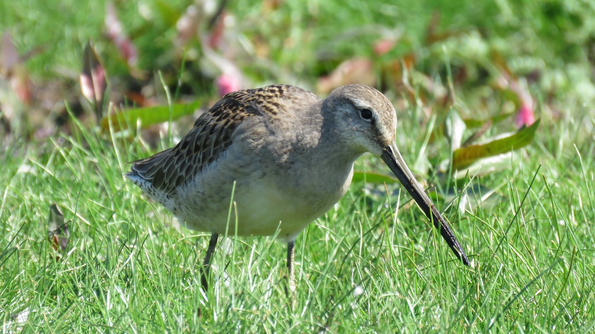 Long-billed Dowitcher - ML34198931