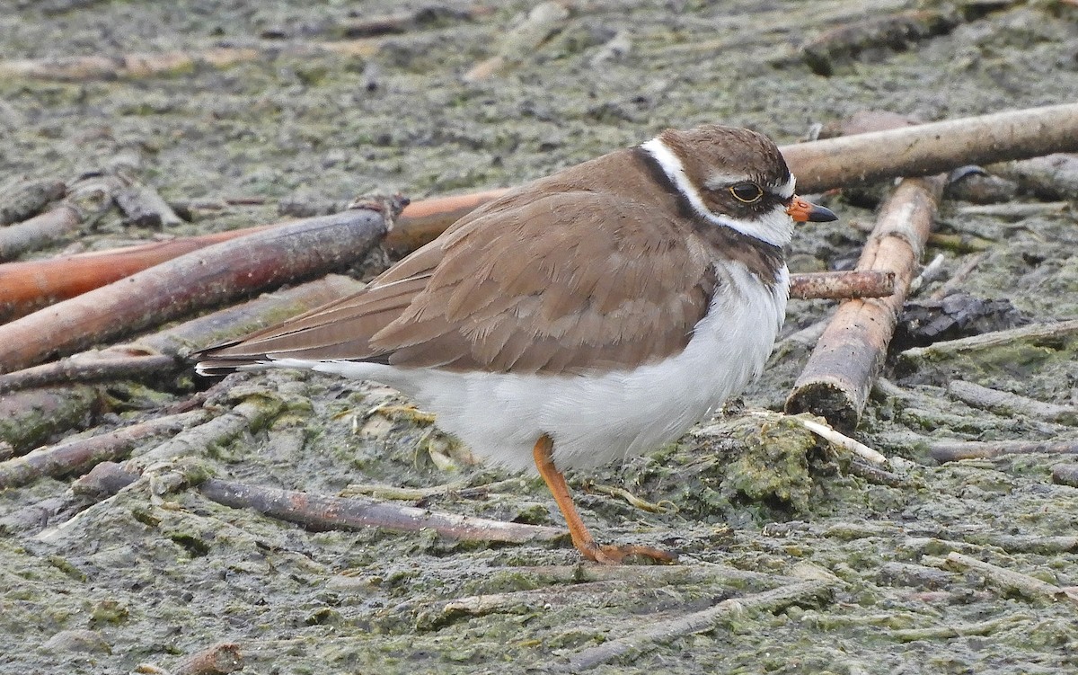 Semipalmated Plover - ML341990711