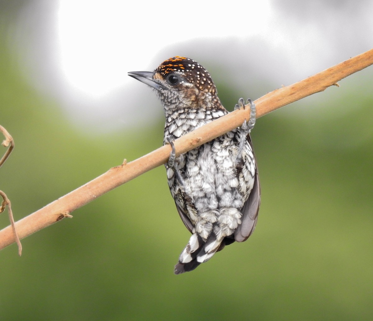 Scaled Piculet - ML341994831