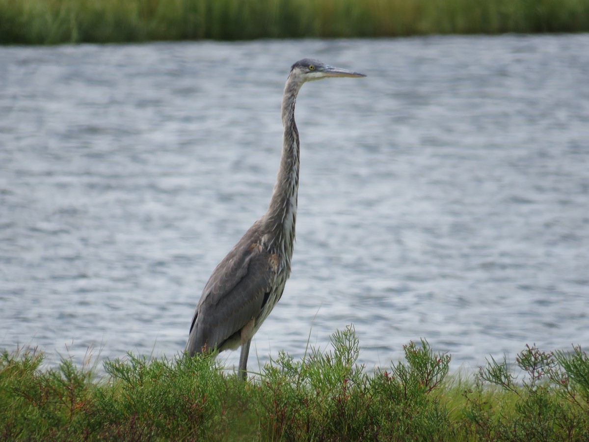 Great Blue Heron - Becky Laboy