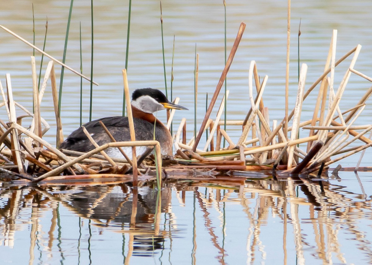 Red-necked Grebe - ML341998151