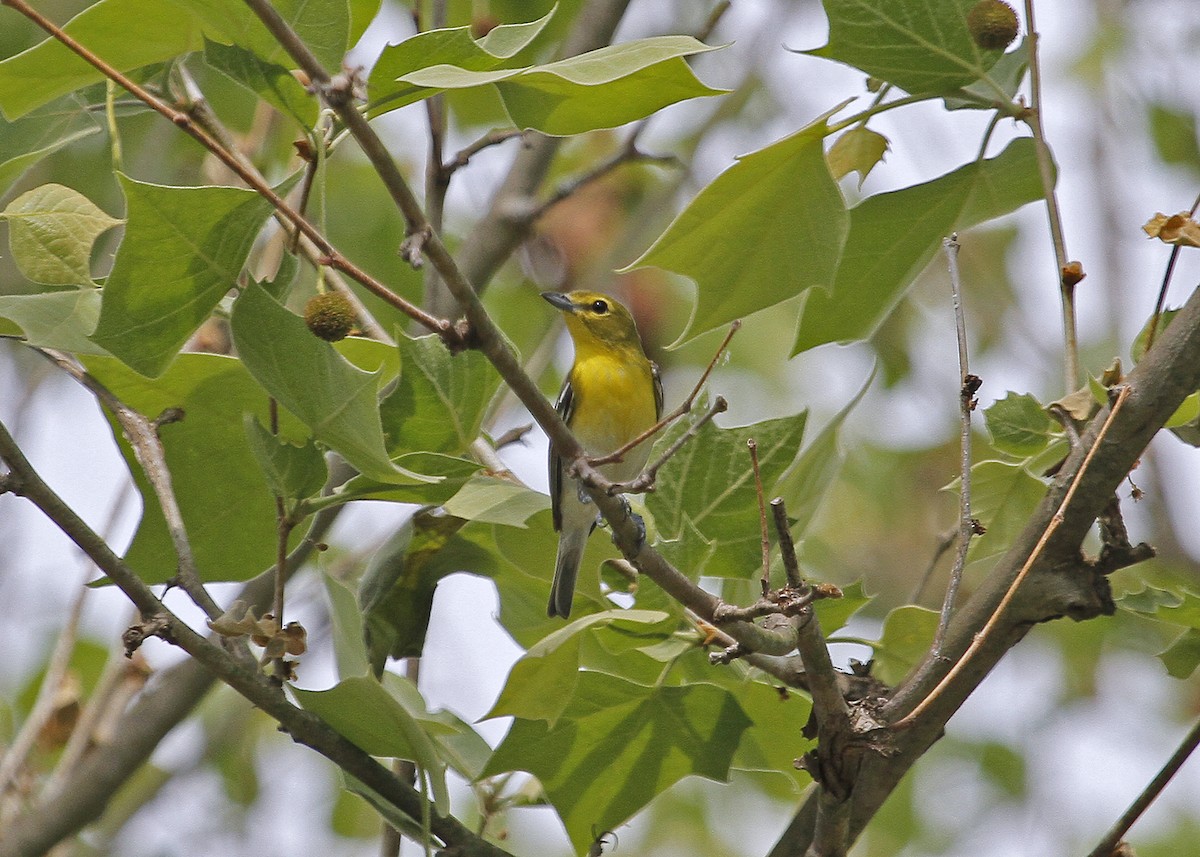 Yellow-throated Vireo - N. Wade Snyder
