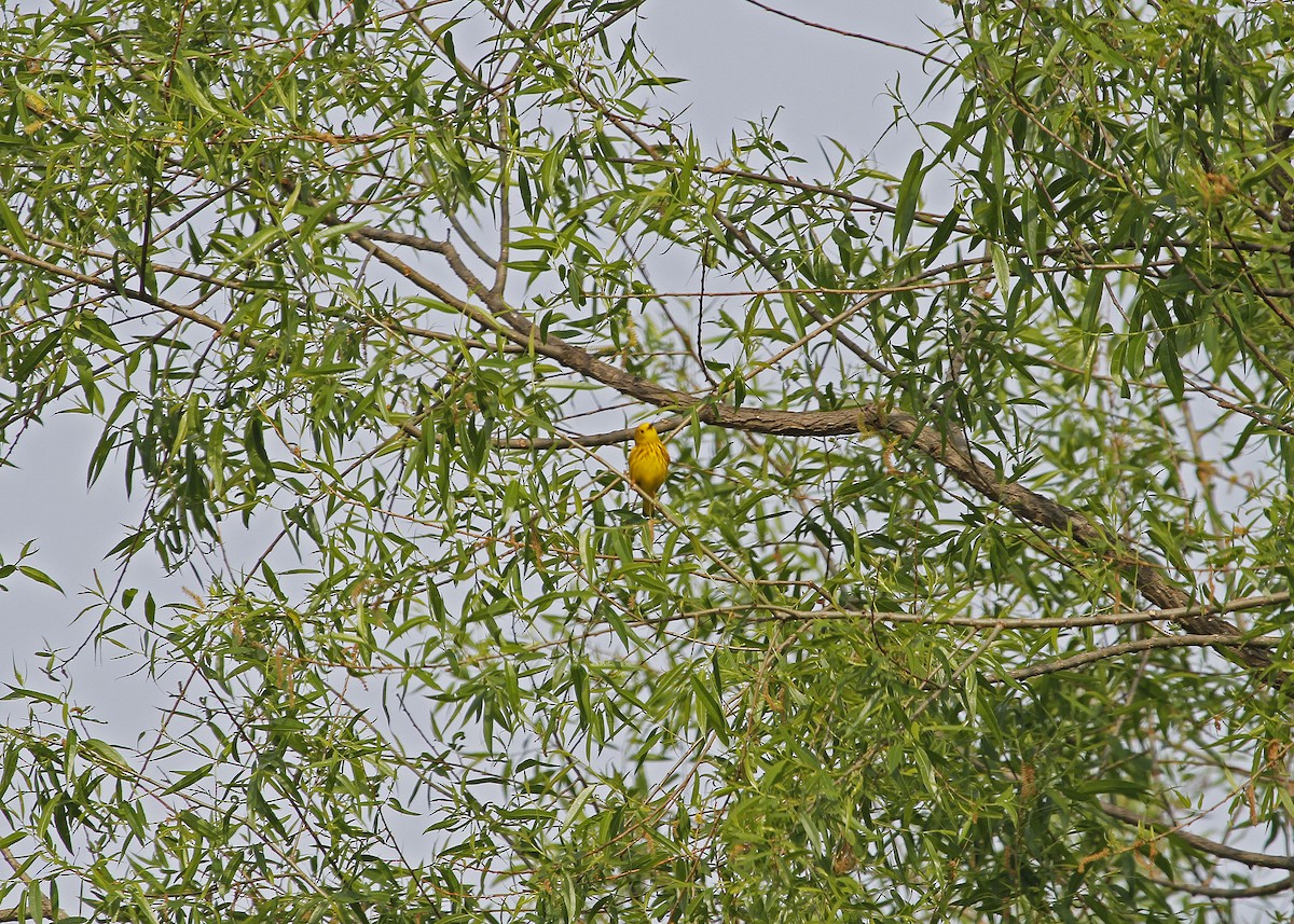 Yellow Warbler - ML341999591