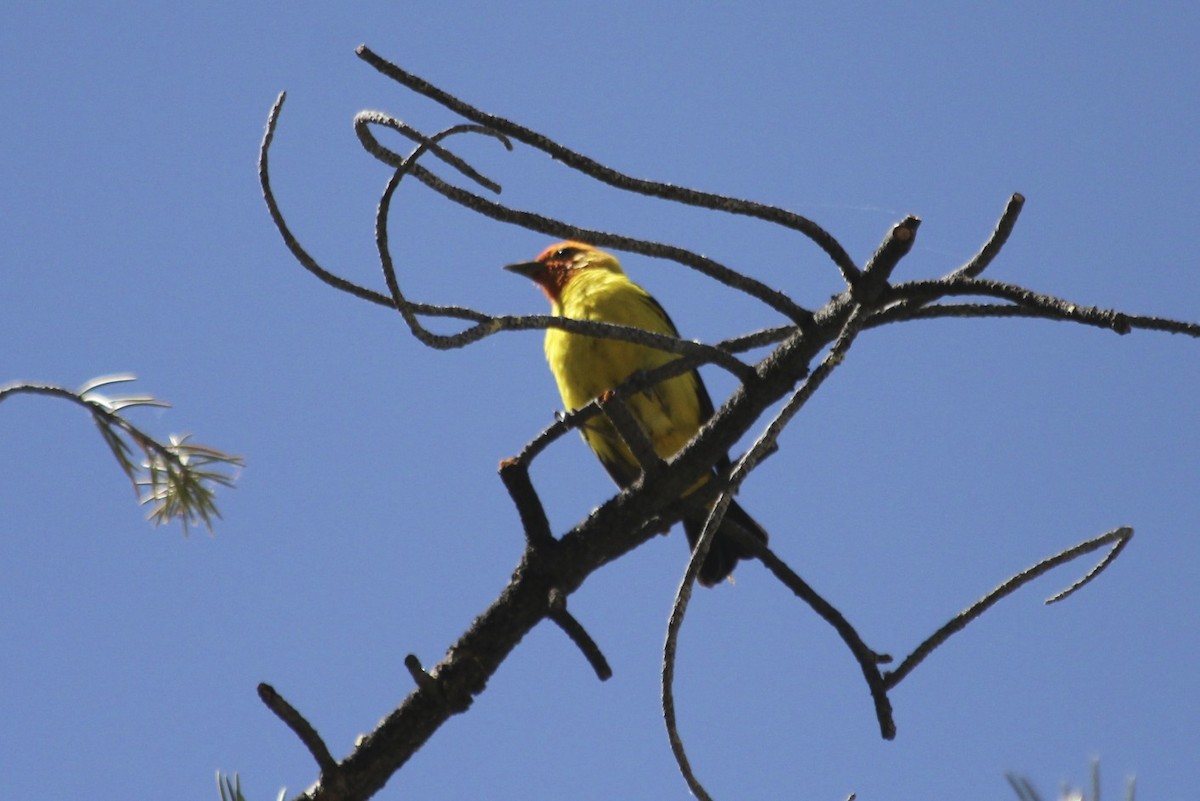 Western Tanager - ML34200601