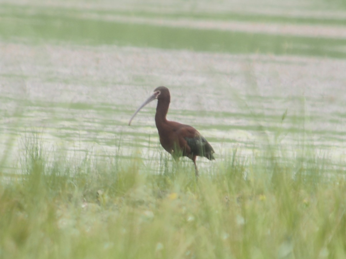 ibis americký - ML342008671