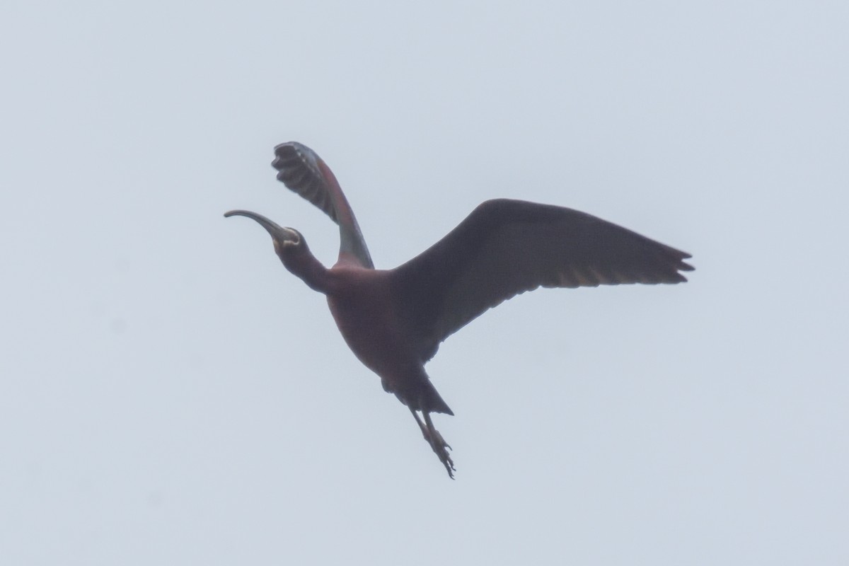 ibis americký - ML342008711