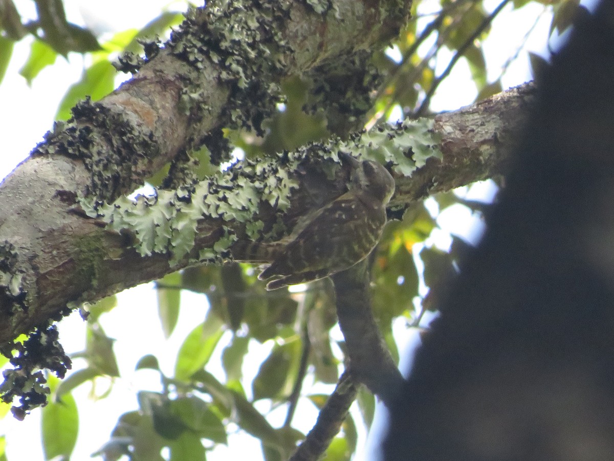 Sulawesi Pygmy Woodpecker - Owen Robertson