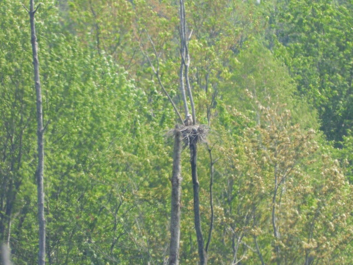 Great Horned Owl - ML342023701