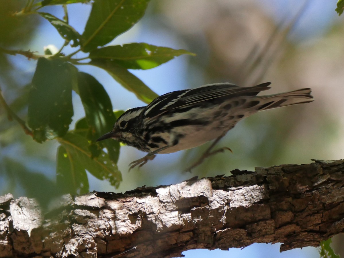 Black-and-white Warbler - ML342025191