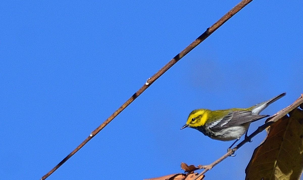 Black-throated Green Warbler - Ron Furnish
