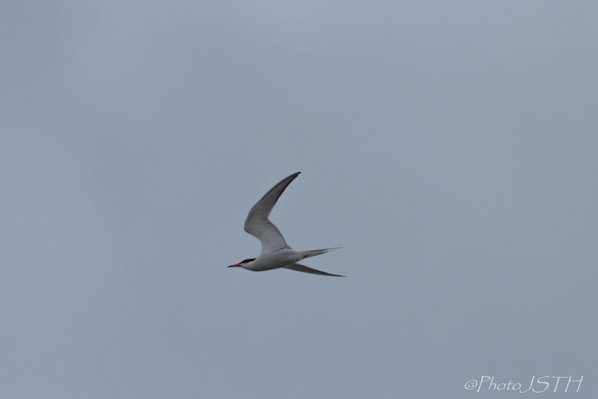 Common Tern - ML342029341