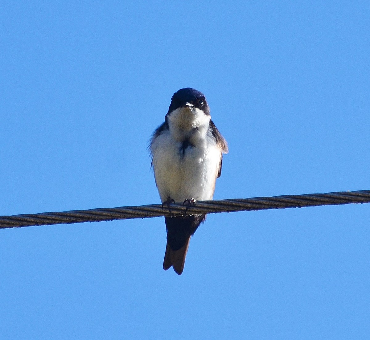 Blue-and-white Swallow - Ron Furnish