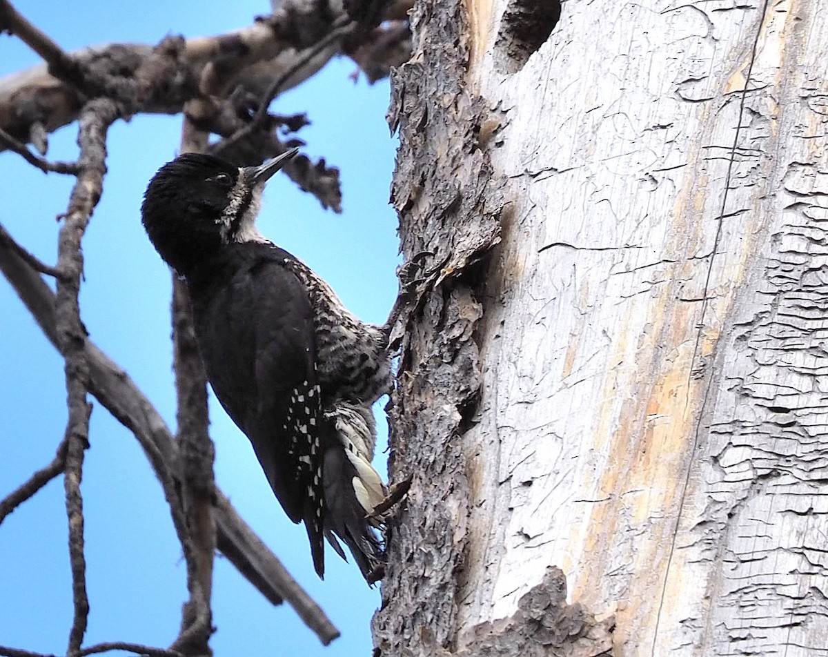 Black-backed Woodpecker - ML342041061