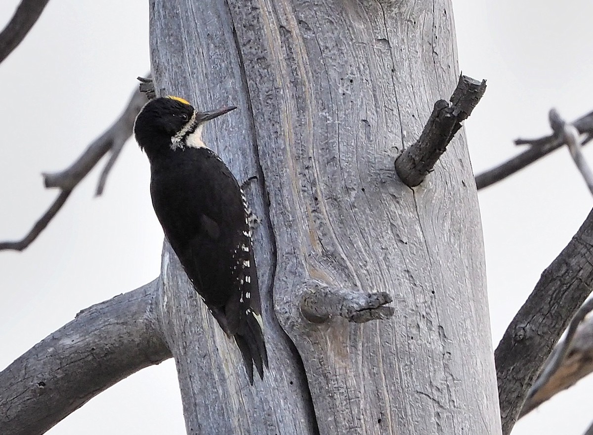 Black-backed Woodpecker - ML342041101