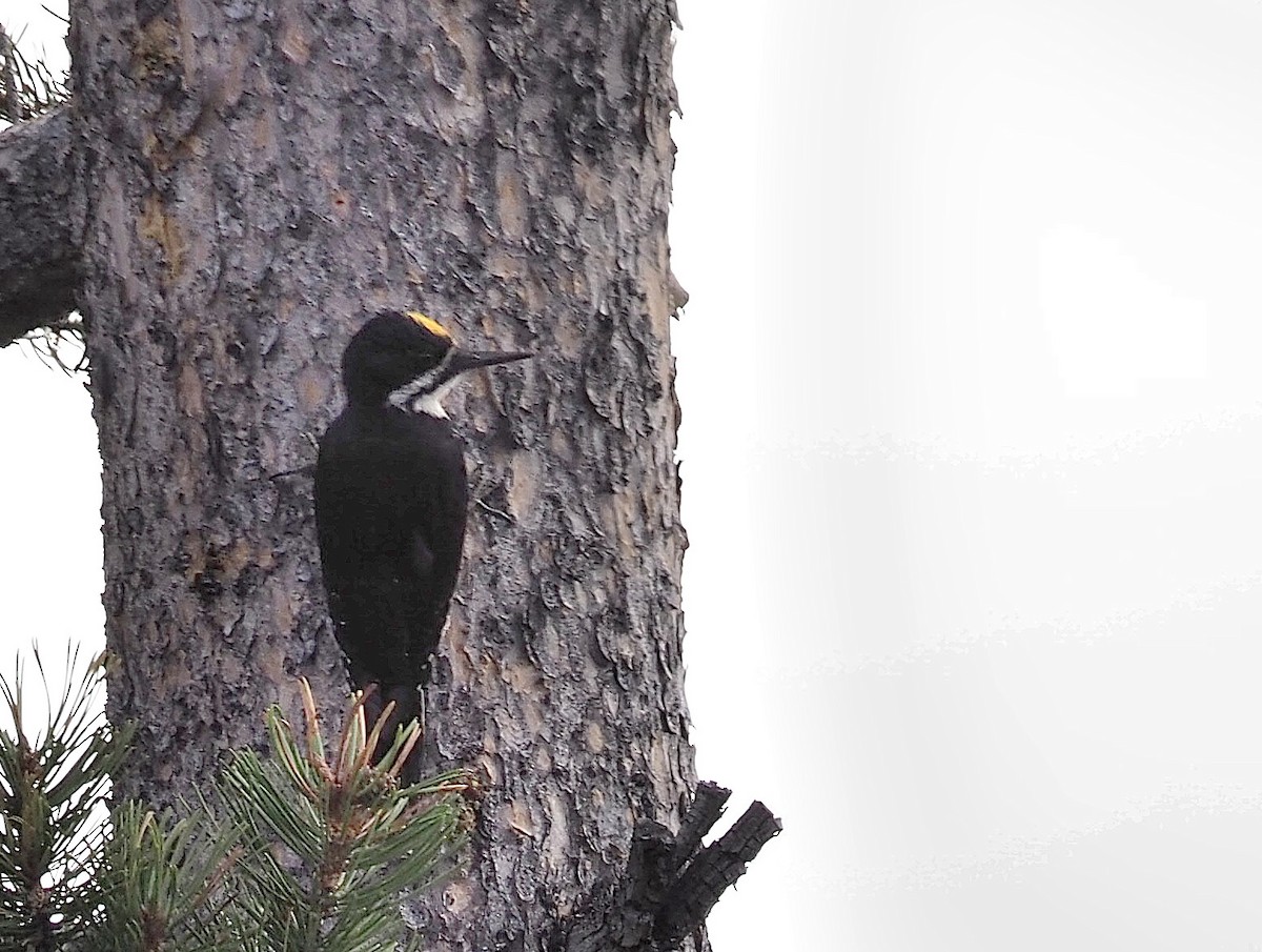 Black-backed Woodpecker - Aidan Brubaker