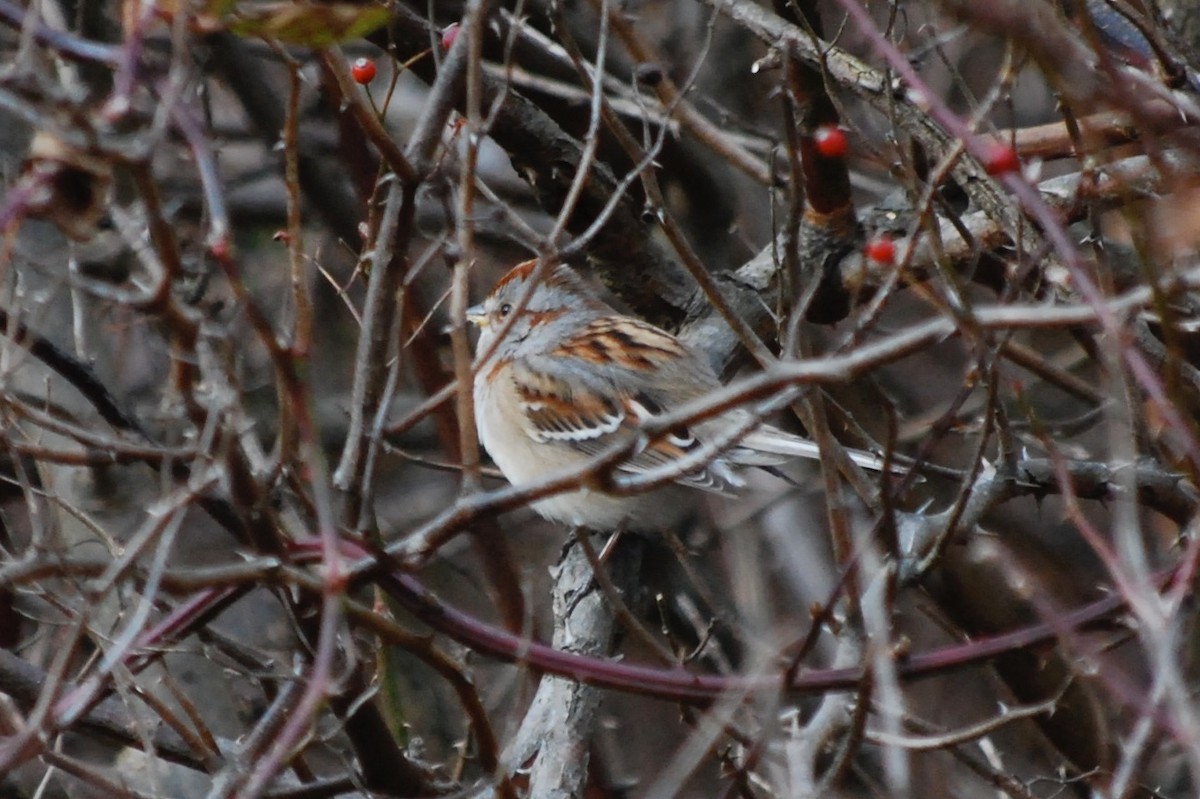 American Tree Sparrow - ML342041951