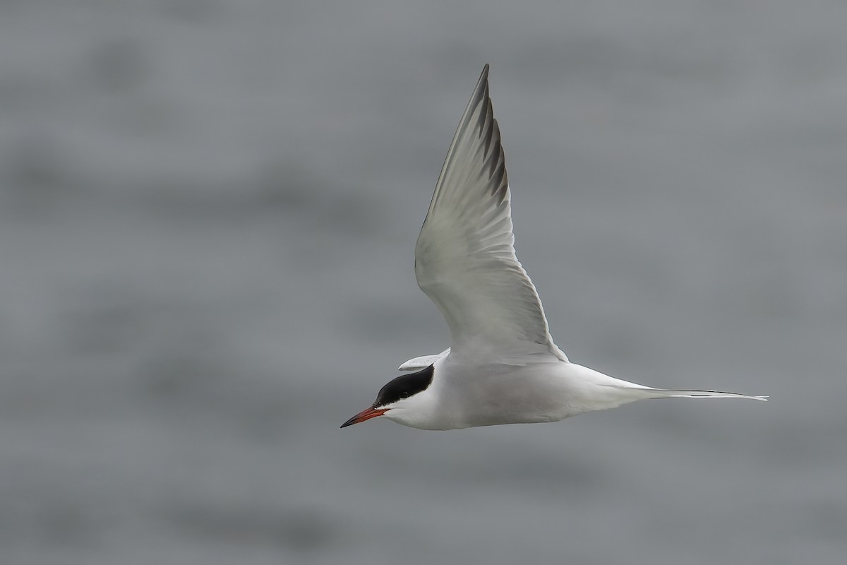 Common Tern - Blair Dudeck