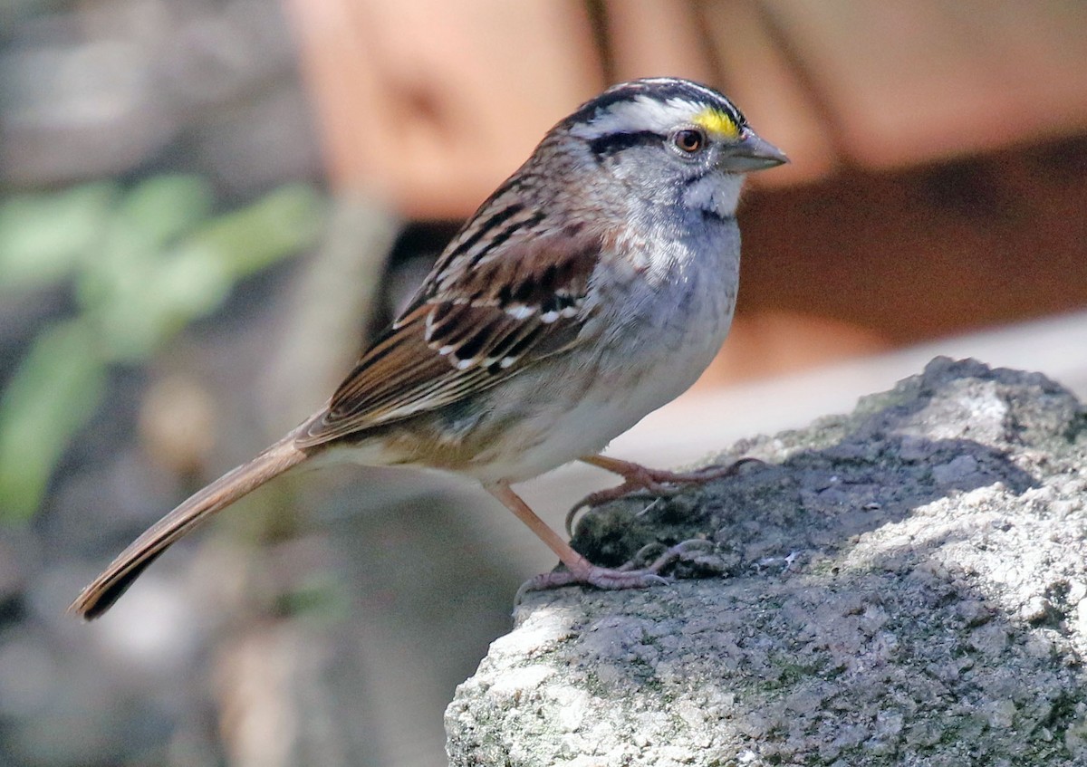 White-throated Sparrow - ML342052991