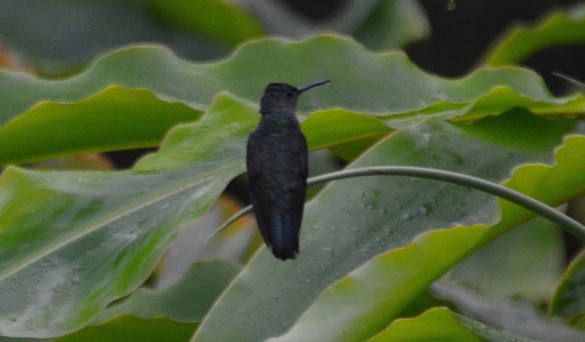 Blue-chested Hummingbird - ML34205311