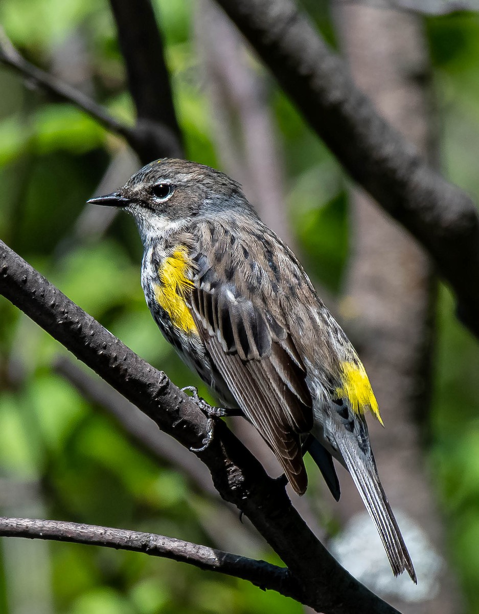 Yellow-rumped Warbler - Guy Tremblay