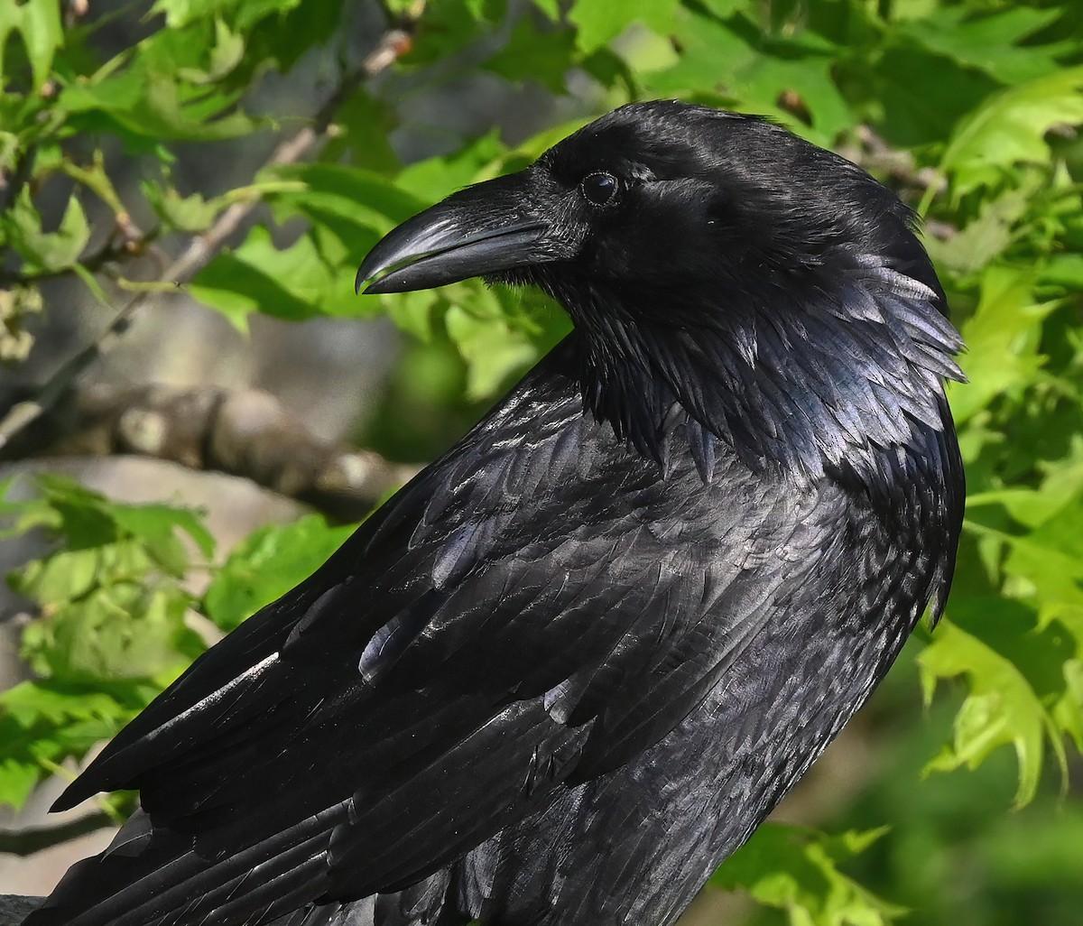 Common Raven - Ann Stinely