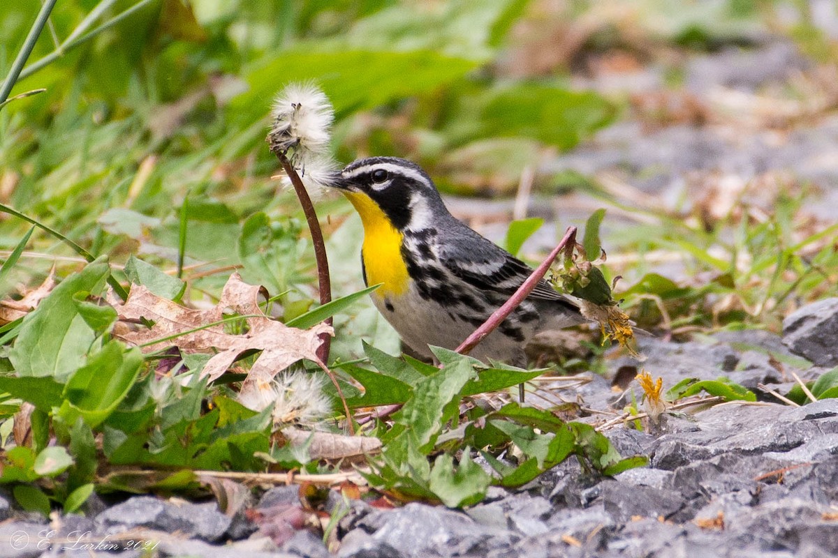 Yellow-throated Warbler - Emily Larkin