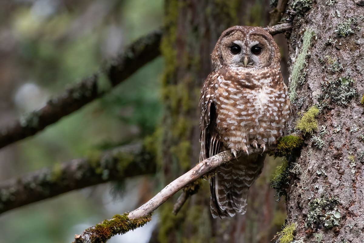 Spotted Owl - ML342069881